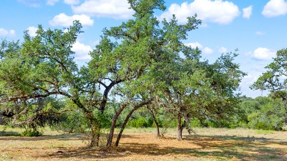 part of edmond ranch: 000 FM 32, Blanco, TX 78606